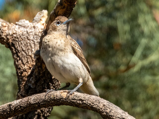 Pied Honeyeater - Certhionyx variegatus in Central Australia