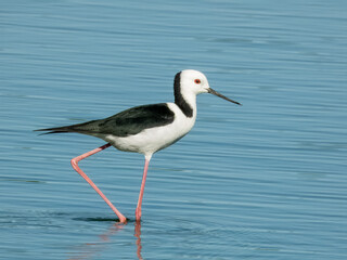 Pied Stilt - Himantopus leucocephalus in Australia