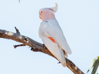 Pink Cockatoo - Cacatua leadbeateri in Central Australia
