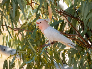 Pink Cockatoo - Cacatua leadbeateri in Central Australia
