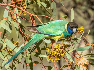 Australian Ringneck (Port Lincoln)
Barnardius zonarius zonarius in Australia