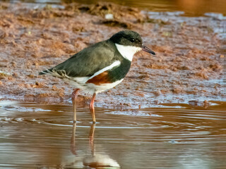 Red-kneed Dotterel - Erythrogonys cinctus in Australia