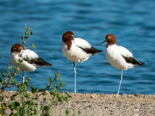 Red-necked Avocet - Recurvirostra novaehollandiae in Australia