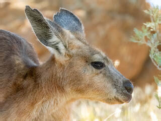 Wallaroo/Euro (Osphranter robustus) in Central Australia