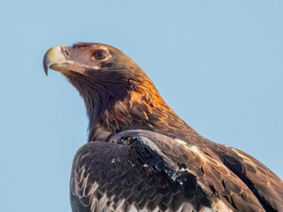 Wedge-tailed Eagle - Aquila audax in Central Australia