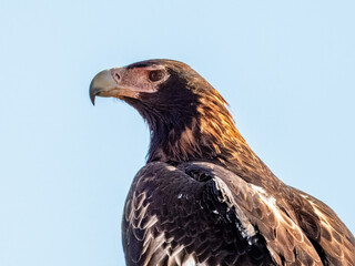 Wedge-tailed Eagle - Aquila audax in Central Australia
