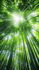 Dense bamboo forest sunlight filtering through tall green stalks