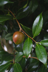 closed unripe camellia nut in shell, botanical background