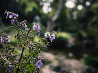Spring flowers in the garden