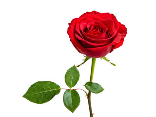 Dark red rose with green leaves isolated on transparent background
