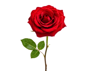 Dark red rose with green leaves isolated on transparent background
