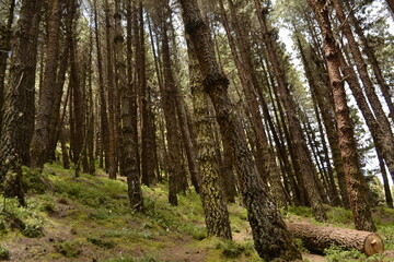 Pinos empinados