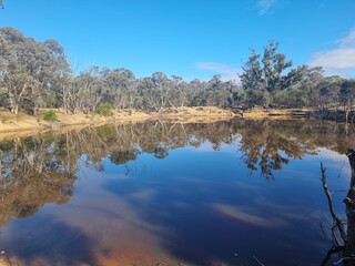Dryandra Woodland in Western Australia