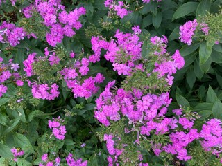 Pinke Blumen im Garten bl&uuml;hen &uuml;ppig / Phlox / Flammenblume