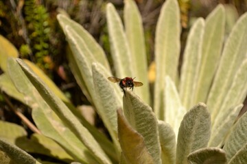 ABEJA EN FRAILEJON