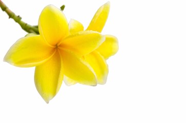 Close up photo of Yellow Semboja on a white background. Semboja is a group of plants in the genus Plumeria. Frangipani, Frangipani.