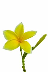Close up photo of Yellow Semboja on a white background. Semboja is a group of plants in the genus Plumeria. Frangipani, Frangipani.