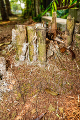 close-up of yard bamboo stump.