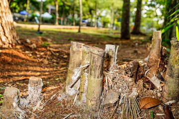 close-up of yard bamboo stump.
