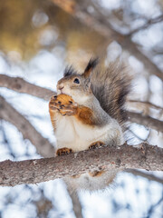The squirrel with nut sits on tree in the winter or late autumn