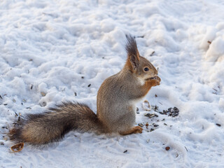 The squirrel in winter sits on white snow.