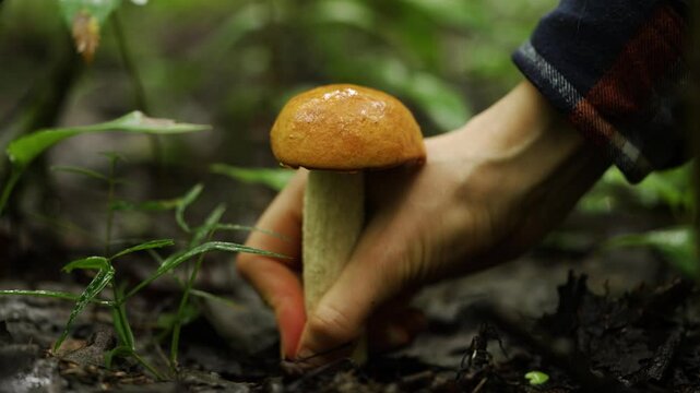 Female hand carefully picks orange-birch bolete from forest floor in autumn. Woman gently pulls edible mushroom from soil experiencing satisfaction with finding. Enjoyable activity on weekends