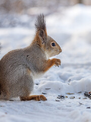 The squirrel in winter sits on white snow.