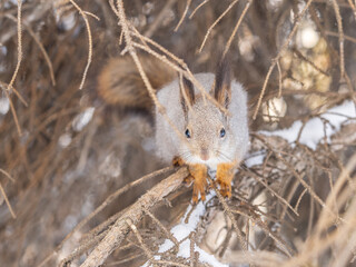 The squirrel sits on a branches without leaves in the winter or autumn
