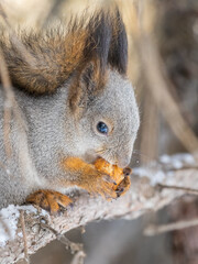 The squirrel with nut sits on tree in the winter or late autumn