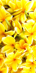 Close-up photo of Yellow Semboja scattered all over the floor. Semboja is a group of plants in the genus Plumeria Frangipani. Semboja Background.
