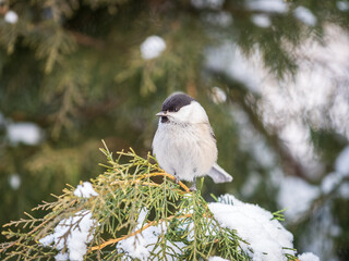 Cute bird the willow tit, song bird sitting on the fir branch with snow in winter