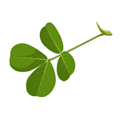 Peanut leaf vector illustration, isolated on white background.