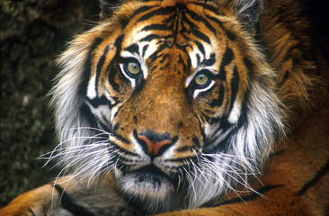 Bengal Tiger in enclosure looks back at me