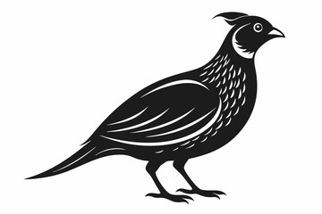 Engraving style slim quail  silhouette black  vector art illustration