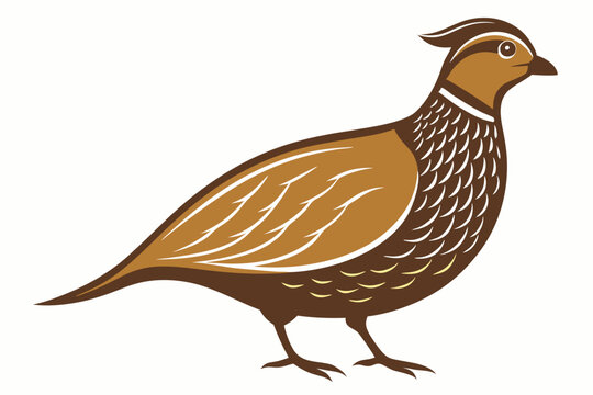 recommend clip art:  Engraving style slim quail from the side vector art illustration