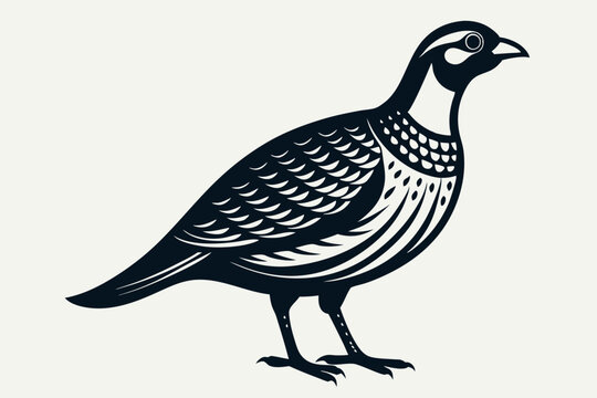 recommend clip art: Engraving style slim quail  silhouette black  vector art illustration