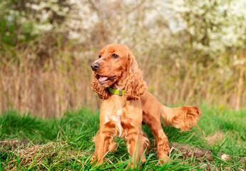 A red-colored dog of the English cocker spaniel breed is standing in the grass. The dog looks away with its mouth open. Little hunter. Training. The photo is blurred