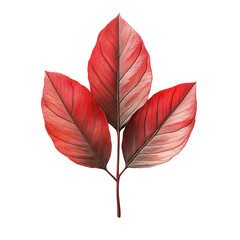 Close-up image of a beautiful red leaf with detailed texture, isolated on a white background. Perfect for nature and botanical themes.