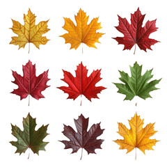 Obraz premium Collection of nine colorful autumn leaves displayed in three rows. Vibrant shades of red, yellow, orange, green, and brown.