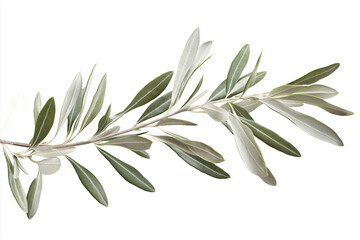 png, olive branch isolated on white background