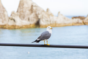 日本の海鳥　浄土ヶ浜のウミネコ