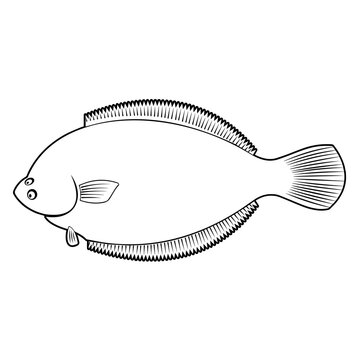 recommend clip art: Flounder Outline