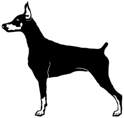 German Pinscher