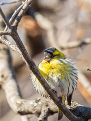 Eurasian siskin male, latin name spinus spinus, sitting on branch of tree. Cute little yellow songbird.