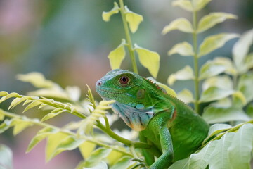 The Eye Of A Key Largo Young Iguana 