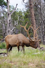 Elk in the woods