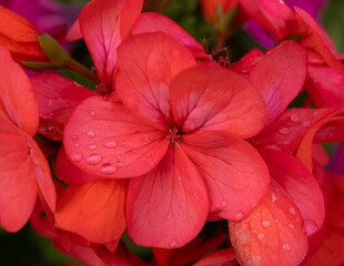 red hibiscus flower in garden