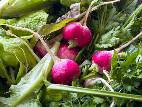 Red Radish on a Market