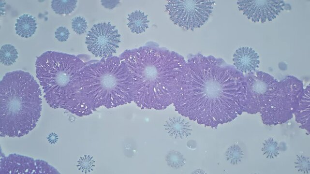 Exploring intricate details of ice crystals under a microscope during winter months in a quiet laboratory setting
