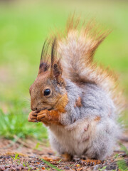 Obraz premium Squirrel eats a nut while sitting in green grass. Eurasian red squirrel, Sciurus vulgaris